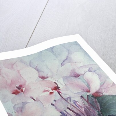 Pink Cyclamen, Victoria by Karen Armitage