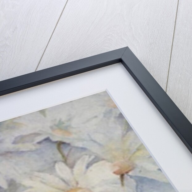 Chrysanthemum, Snowcap by Karen Armitage