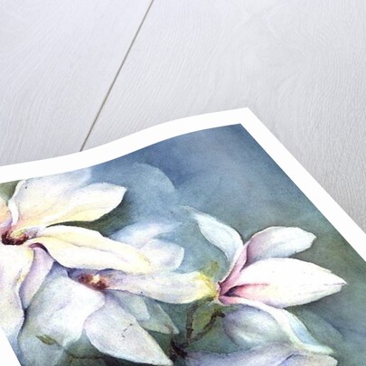 Magnolia Dedudata by Karen Armitage