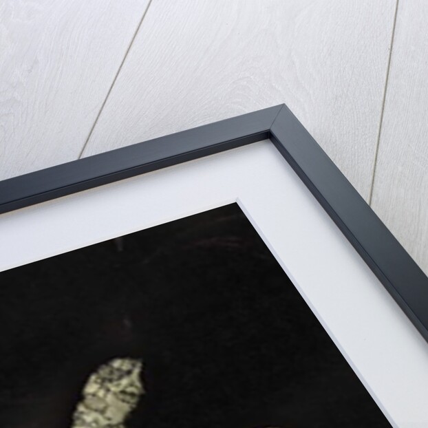 Blackwork embroidery, c.1546 by Guillaume Scrots