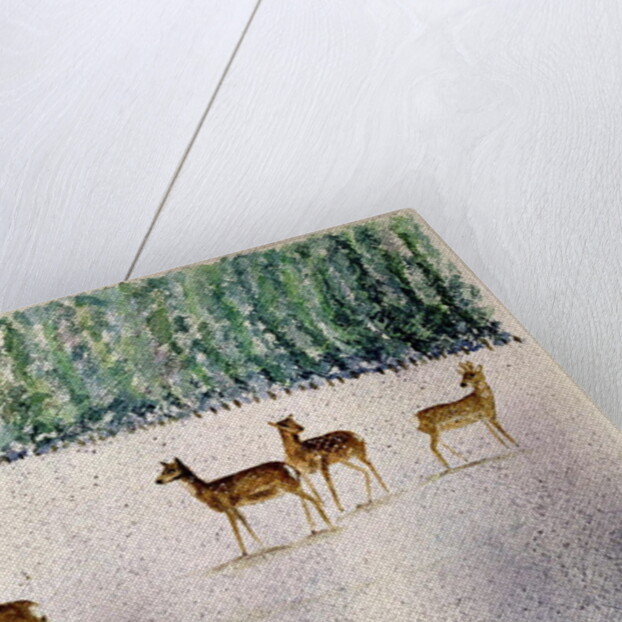 Deer in Snow by Suzi Kennett