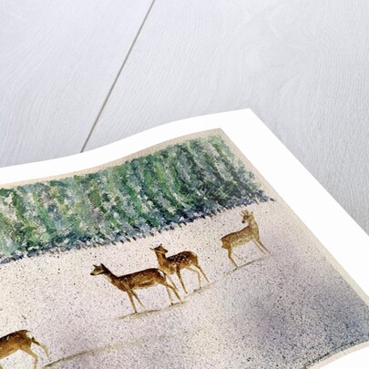 Deer in Snow by Suzi Kennett