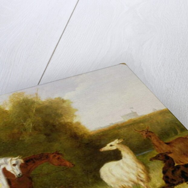 Queen Victoria, Prince Albert and the Prince of Wales at Windsor Park with their Herd of Llamas by English School