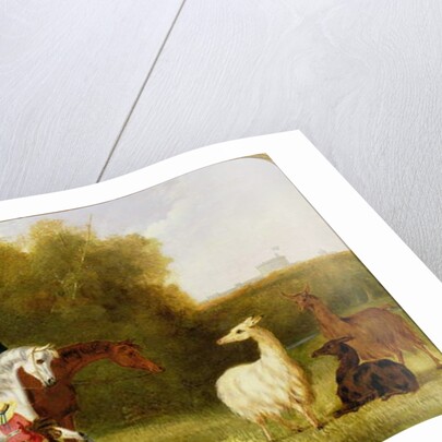 Queen Victoria, Prince Albert and the Prince of Wales at Windsor Park with their Herd of Llamas by English School