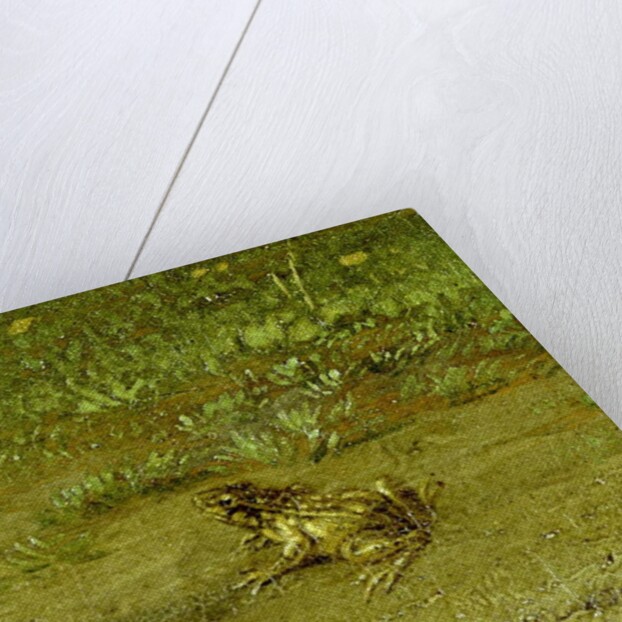 Toad by Paulus Potter