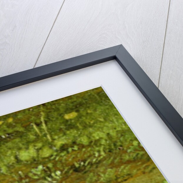 Toad by Paulus Potter