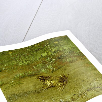 Toad by Paulus Potter