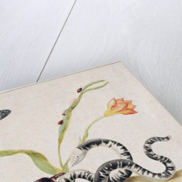 Scorpion and Snake by Maria Sibylla Graff Merian