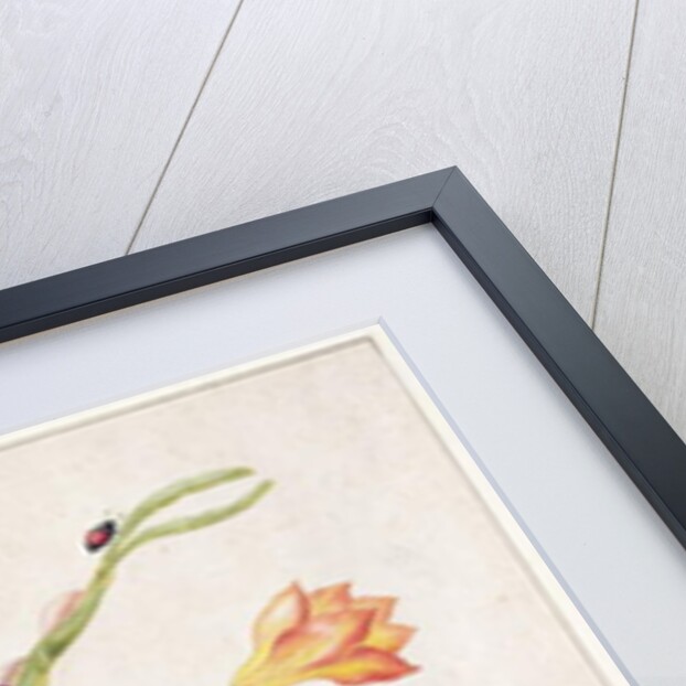 Scorpion and Snake by Maria Sibylla Graff Merian