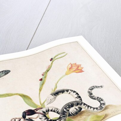 Scorpion and Snake by Maria Sibylla Graff Merian