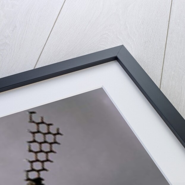 The Curlew, 1996 by Lawrie Simonson