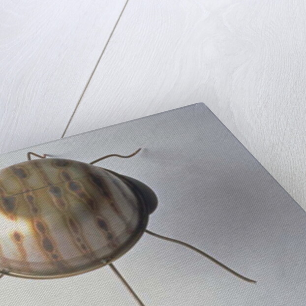 The Ground Beetle, 1995 by Lawrie Simonson