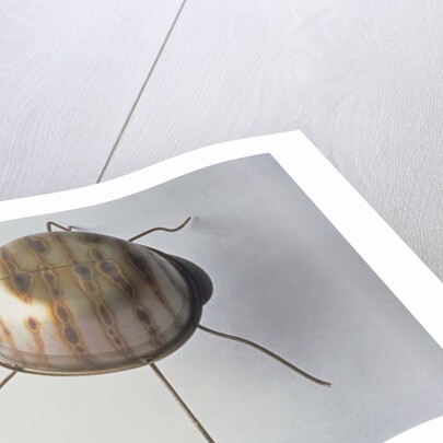 The Ground Beetle, 1995 by Lawrie Simonson