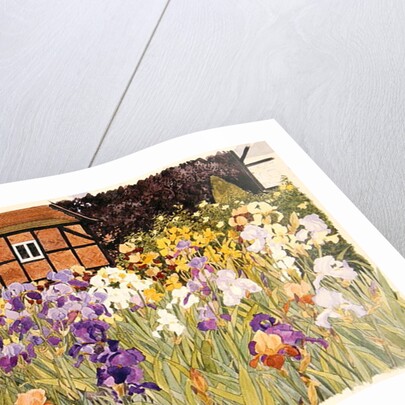 Irises by Linda Benton