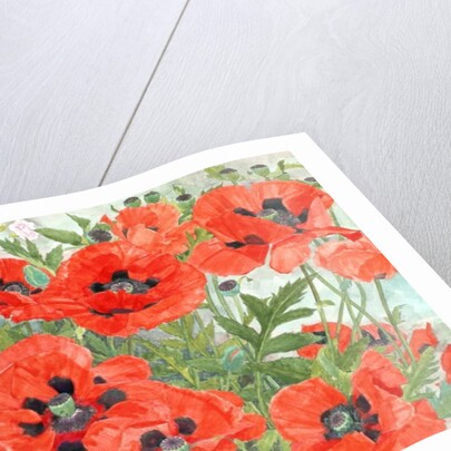 Poppies by Linda Benton