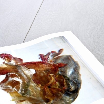 Water Tulip 4, 2013 by Lou Gibbs