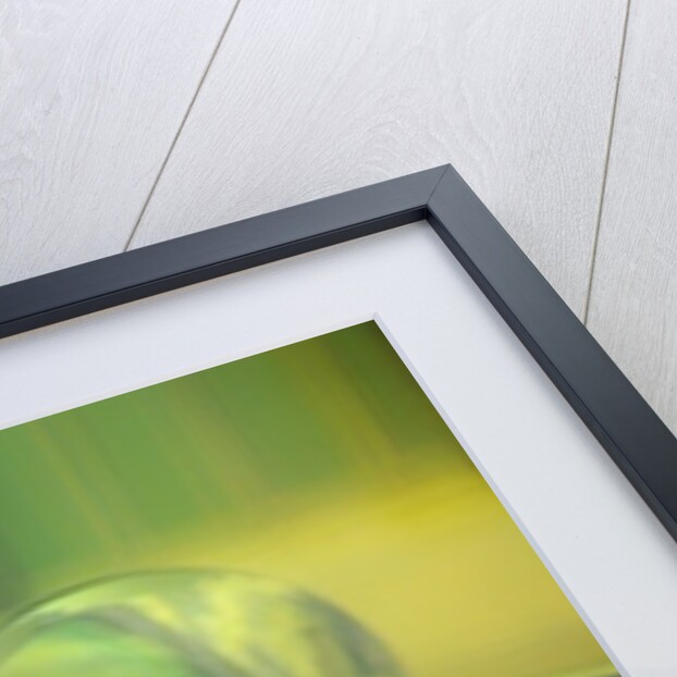 Here's Looking At You, 2013 by Lou Gibbs