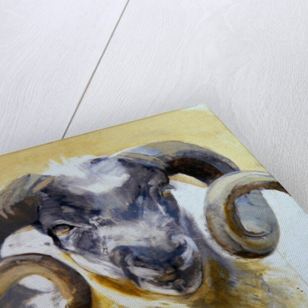 Long Horn Sheep by Lou Gibbs