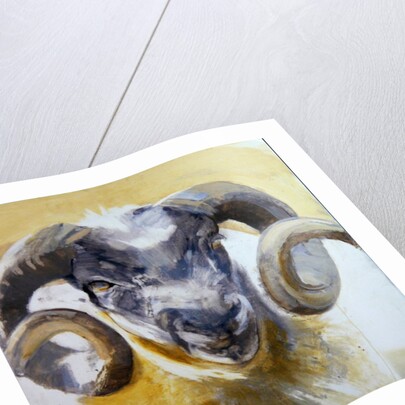 Long Horn Sheep by Lou Gibbs