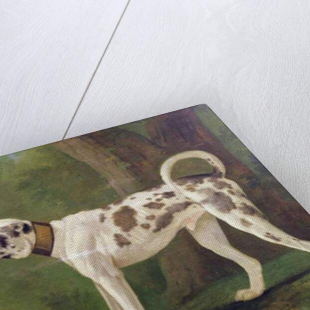 Hound and Terrier by School German