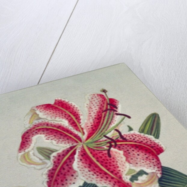 Botanical Lily, 1996 by Lillian Delevoryas