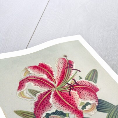 Botanical Lily, 1996 by Lillian Delevoryas