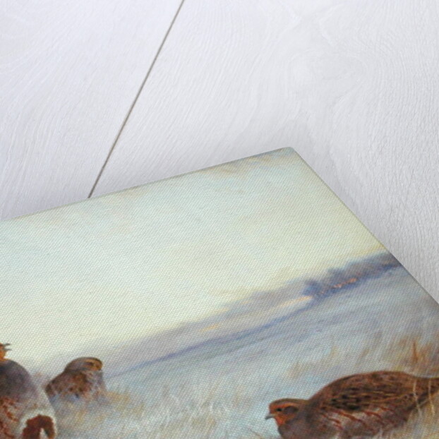 Partridges in Early Morning, 1910 by Archibald Thorburn