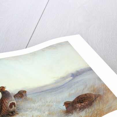 Partridges in Early Morning, 1910 by Archibald Thorburn