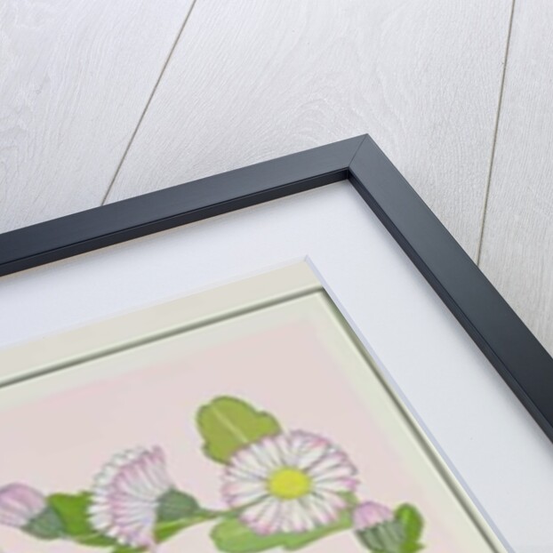 Daisy Valentine by Lavinia Hamer