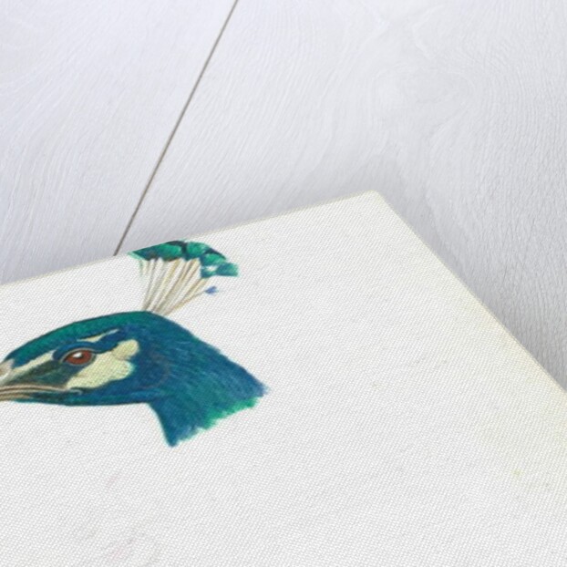 Head of a Peacock, 11 IX, 1900 by Joseph Edward Southall