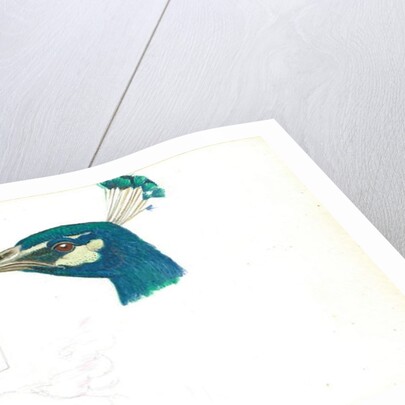 Head of a Peacock, 11 IX, 1900 by Joseph Edward Southall