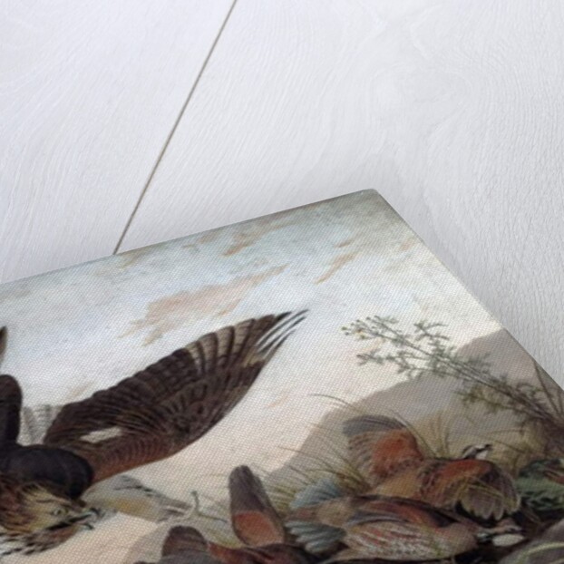 Hawks Attacking Partridges, 1826 by John James Audubon