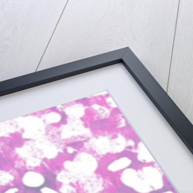 Animal by Louisa Hereford