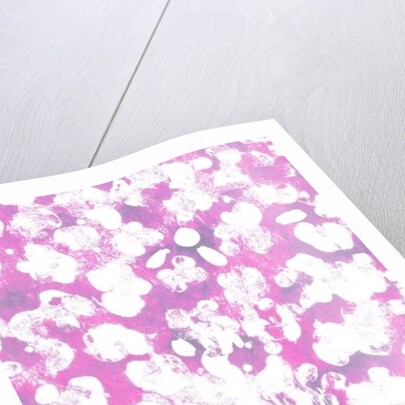 Animal by Louisa Hereford