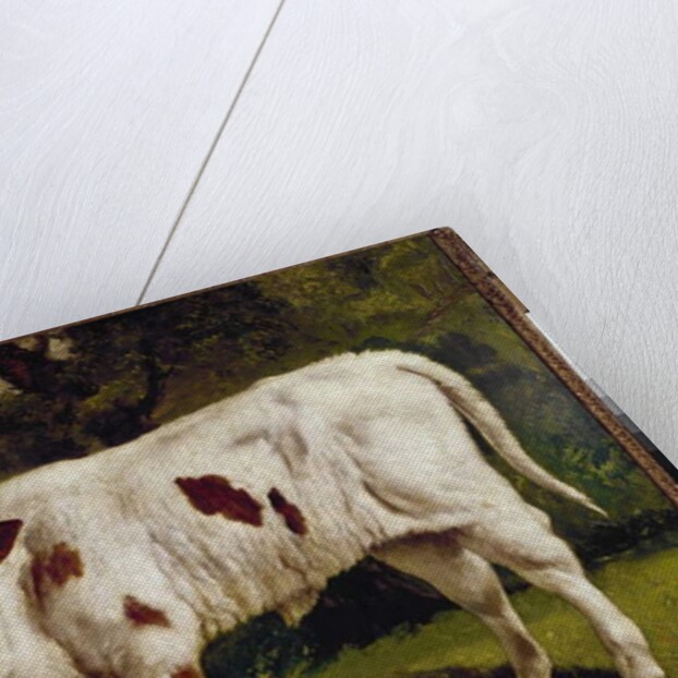 The calf by Gustave Courbet