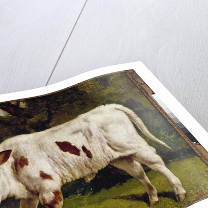 The calf by Gustave Courbet