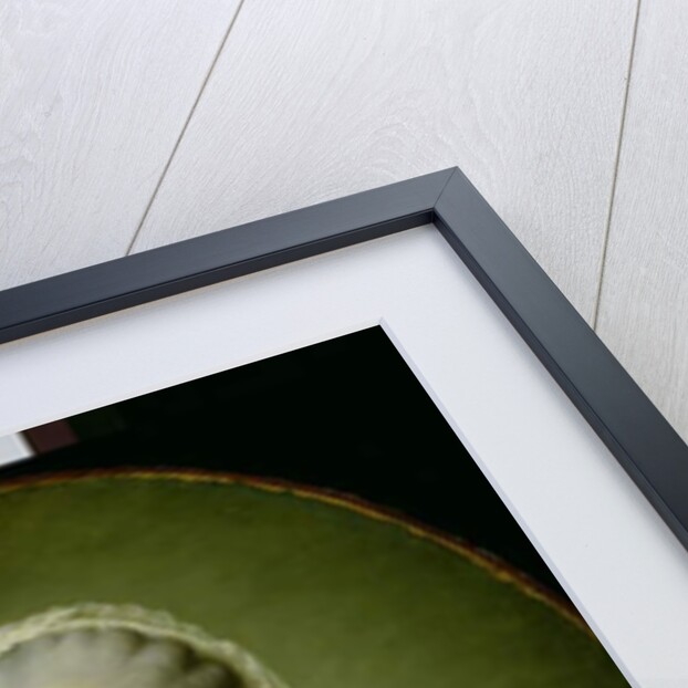 Portrait of Madame de Pompadour with a Fur Muff 1763-64 by Francois-Hubert Drouais