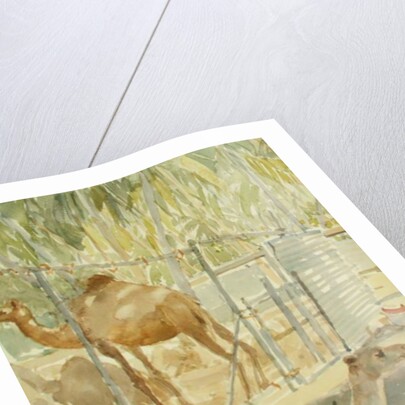 Camels at Rest, Salala 1992 by Lucy Willis