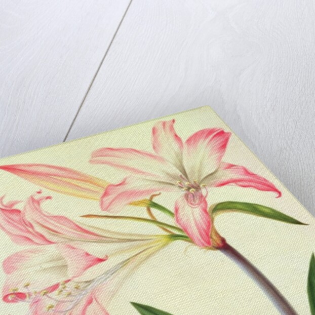 Lilium Belladonna and Bee, 1786 by Matilda Conyers