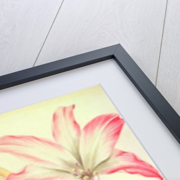 Lilium Belladonna and Bee, 1786 by Matilda Conyers