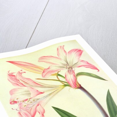 Lilium Belladonna and Bee, 1786 by Matilda Conyers