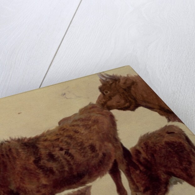 Studies of Highland Cattle by Richard Ansdell