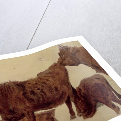Studies of Highland Cattle by Richard Ansdell