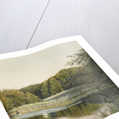 Swans on Paddington Pond, 1860s by Constance Phillott