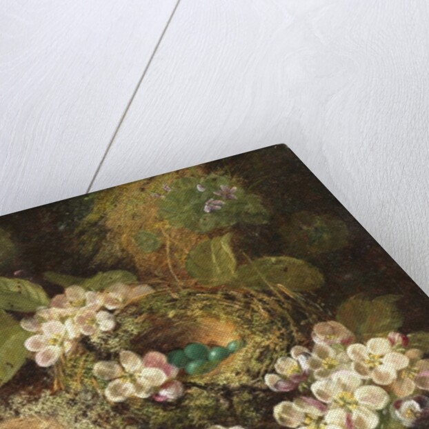 Primroses and Bird's Nests on a Mossy Bank, 1882 by Oliver Clare