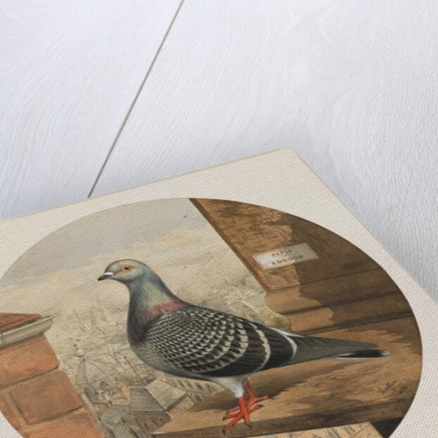 Racing Pigeons, Paris to London, 1880 by Henry Stephen Ludlow