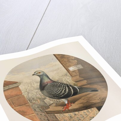 Racing Pigeons, Paris to London, 1880 by Henry Stephen Ludlow