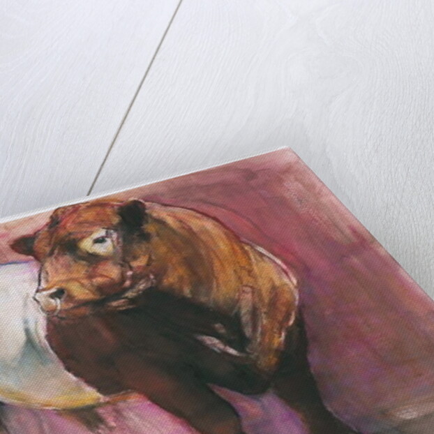 Zeus, Red Belted Galloway Bull, 2006 by Mark Adlington