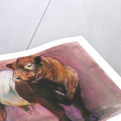 Zeus, Red Belted Galloway Bull, 2006 by Mark Adlington