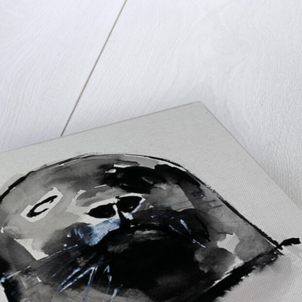 Harbour seal, West Cove by Mark Adlington